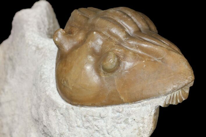 Curled Asaphus Expansus Trilobite - Russia #125677